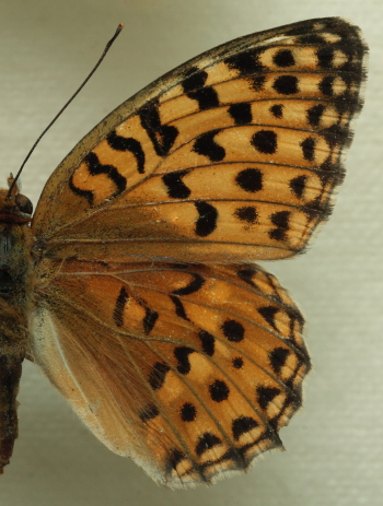 Argynnis auresiana ssp. astrifera (Higgins, 1965) female.Leg. Morten S. Mølgaard. Aalborg d 31 october 2010. Photographer; Lars Andersen