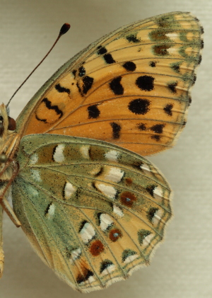 Argynnis auresiana ssp. astrifera (Higgins, 1965) male.Leg. Morten S. Mølgaard. Aalborg d 31 october 2010. Photographer; Lars Andersen