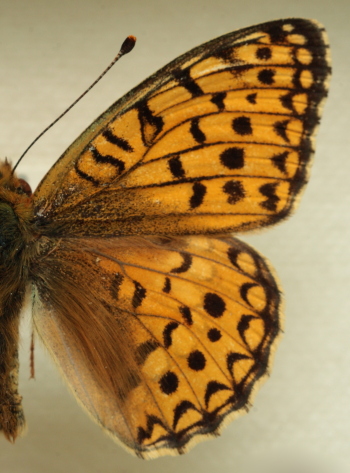 Argynnis (Fabriciana) niobe (Linnaeus, 1758) male. Leg. Morten S. Mølgaard. Aalborg d 31 october 2010. Photographer; Lars Andersen