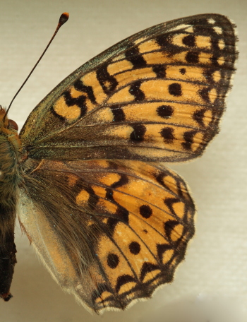 Argynnis (Fabriciana) niobe (Linnaeus, 1758) female. Leg. Morten S. Mølgaard. Aalborg d 31 october 2010. Photographer; Lars Andersen