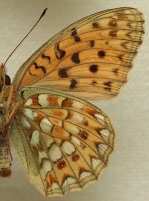 Argynnis (Fabriciana) niobe (Linnaeus, 1758) male. Leg. Morten S. Mølgaard. Aalborg d 31 october 2010. Photographer; Lars Andersen