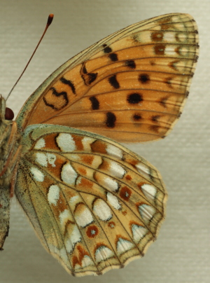 Argynnis (Fabriciana) niobe (Linnaeus, 1758) female. Leg. Morten S. Mølgaard. Aalborg d 31 october 2010. Photographer; Lars Andersen