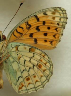Argynnis (Fabriciana) niobe (Linnaeus, 1758) f.eris male. Leg. Morten S. Mølgaard. Aalborg d 31 october 2010. Photographer; Lars Andersen