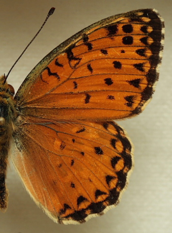 Argynnis(Fabriciana) elisa (Godart, 1823) male. Leg. Morten S. Mølgaard. Aalborg d 31 october 2010. Photographer; Lars Andersen
