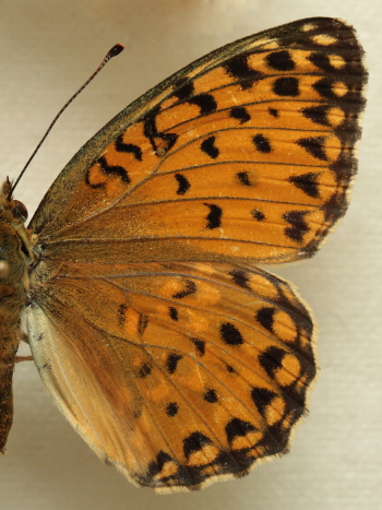 Argynnis(Fabriciana) elisa (Godart, 1823) female. Leg. Morten S. Mølgaard. Aalborg d 31 october 2010. Photographer; Lars Andersen