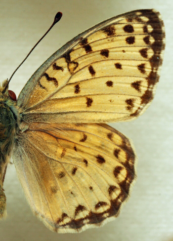Argynnis(Fabriciana) elisa (Godart, 1823) male. Leg. Morten S. Mølgaard. Aalborg d 31 october 2010. Photographer; Lars Andersen