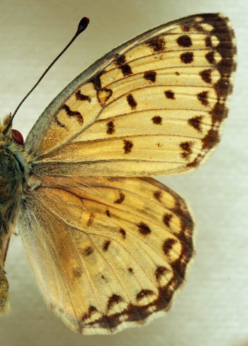 Argynnis(Fabriciana) elisa (Godart, 1823) male. Leg. Mo