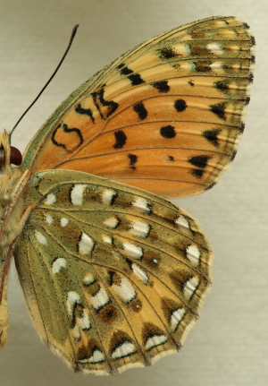Argynnis(Fabriciana) elisa (Godart, 1823) male. Leg. Morten S. Mølgaard. Aalborg d 31 october 2010. Photographer; Lars Andersen