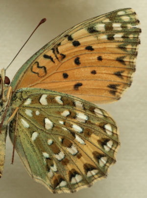 Argynnis(Fabriciana) elisa (Godart, 1823) female. Leg. Morten S. Mølgaard. Aalborg d 31 october 2010. Photographer; Lars Andersen