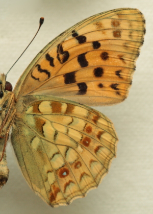 Argynnis (Fabriciana) adippe f. cleodoxa (Ochsenheimer, 1816) male. Leg. Morten S. Mølgaard. Aalborg d 31 october 2010. Photographer; Lars Andersen