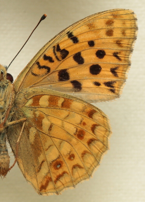 Argynnis (Fabriciana) adippe f. cleodoxa (Ochsenheimer, 1816) male. Leg. Morten S. Mølgaard. Aalborg d 31 october 2010. Photographer; Lars Andersen