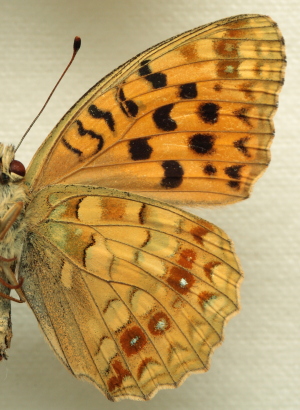 Argynnis (Fabriciana) adippe f. cleodoxa (Ochsenheimer, 1816) female. Leg. Morten S. Mølgaard. Aalborg d 31 october 2010. Photographer; Lars Andersen