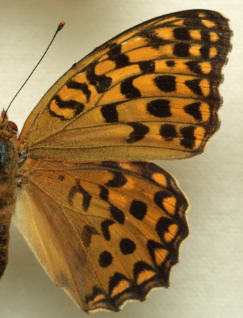 Argynnis (Fabriciana) adippe ssp. chlorodippe (Herrich-Schäffer, 1851) female. Leg. Morten S. Mølgaard. Aalborg d 31 october 2010. Photographer; Lars Andersen