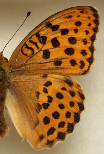 Argynnis (Argyronome) laodice (Pallas, 1771) male. Leg. Morten S. Mølgaard. Aalborg d 31 october 2010. Photographer; Lars Andersen