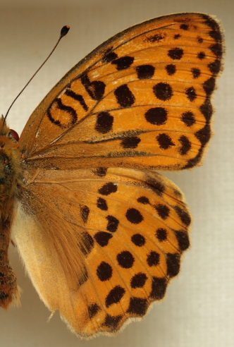 Argynnis (Argyronome) laodice (Pallas, 1771) male. Bialystok Pogorzelce, Polen 21-7-1998. Leg. Morten S. Mlgaard. Aalborg d 31 october 2010. Photographer; Lars Andersen