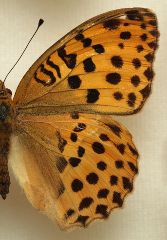 Argynnis (Argyronome) laodice (Pallas, 1771) female. Leg. Morten S. Mølgaard. Aalborg d 31 october 2010. Photographer; Lars Andersen
