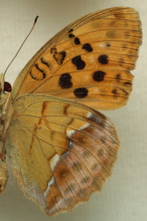 Argynnis (Argyronome) laodice (Pallas, 1771) female. Leg. Morten S. Mølgaard. Aalborg d 31 october 2010. Photographer; Lars Andersen