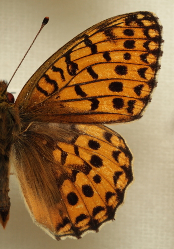 Argynnis (Mesoacidalia) aglaja (Linnaeus, 1758) male. Leg. Morten S. Mølgaard. Aalborg d 31 october 2010. Photographer; Lars Andersen