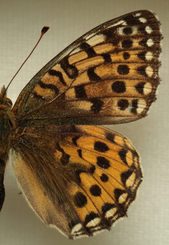 Argynnis (Mesoacidalia) aglaja (Linnaeus, 1758) female. Leg. Morten S. Mølgaard. Aalborg d 31 october 2010. Photographer; Lars Andersen