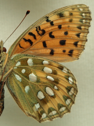 Argynnis (Mesoacidalia) aglaja (Linnaeus, 1758) female. Leg. Morten S. Mølgaard. Aalborg d 31 october 2010. Photographer; Lars Andersen