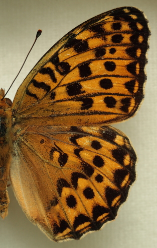 Argynnis (Mesoacidalia) lyauteyi (Oberthür, 1920) male. Leg. Morten S. Mølgaard. Aalborg d 31 october 2010. Photographer; Lars Andersen