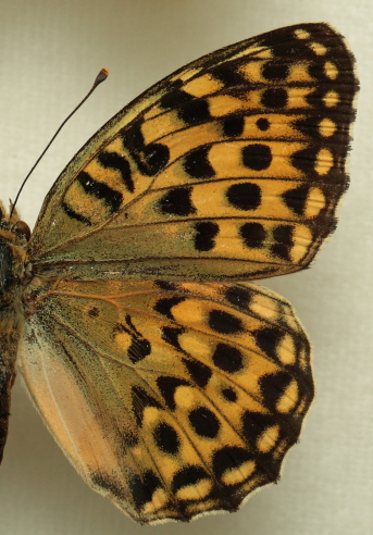 Argynnis (Mesoacidalia) lyauteyi (Oberthür, 1920) female. Leg. Morten S. Mølgaard. Aalborg d 31 october 2010. Photographer; Lars Andersen
