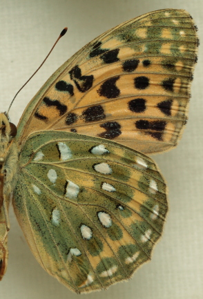 Argynnis (Mesoacidalia) lyauteyi (Oberthür, 1920) male. Leg. Morten S. Mølgaard. Aalborg d 31 october 2010. Photographer; Lars Andersen