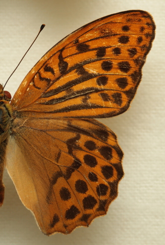 Argynnis (Argynnis) paphia (Linnaeus, 1758) ssp.: immaculata (Bellier, 1862) male. Leg. Morten S. Mølgaard. Aalborg d 31 october 2010. Photographer; Lars Andersen