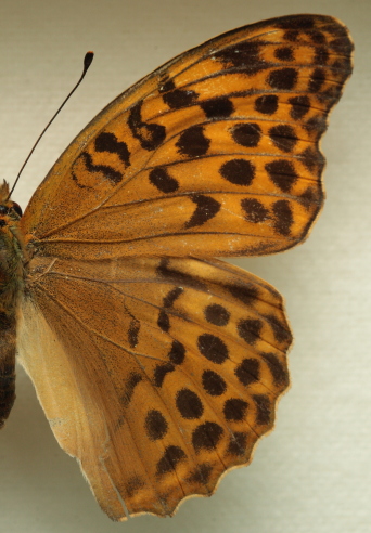 Argynnis (Argynnis) paphia (Linnaeus, 1758) ssp.: immaculata (Bellier, 1862) female. Leg. Morten S. Mølgaard. Aalborg d 31 october 2010. Photographer; Lars Andersen