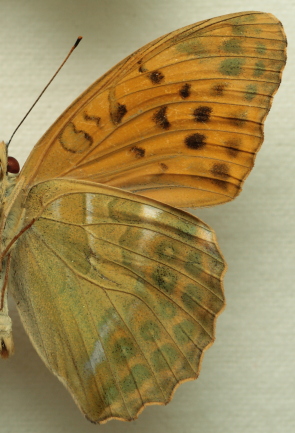 Argynnis (Argynnis) paphia (Linnaeus, 1758) ssp.: immaculata (Bellier, 1862) male. Leg. Morten S. Mølgaard. Aalborg d 31 october 2010. Photographer; Lars Andersen