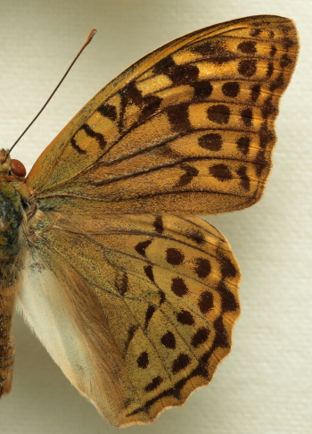 Argynnis(Pandoriana) pandora (Denis & Schiffermüller, 1775) male. Leg. Morten S. Mølgaard. Aalborg d 31 october 2010. Photographer; Lars Andersen