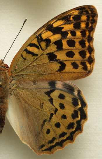 Argynnis(Pandoriana) pandora (Denis & Schiffermüller, 1775) female. Leg. Morten S. Mølgaard. Aalborg d 31 october 2010. Photographer; Lars Andersen