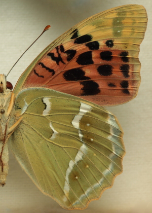 Argynnis(Pandoriana) pandora (Denis & Schiffermüller, 1775) female. Leg. Morten S. Mølgaard. Aalborg d 31 october 2010. Photographer; Lars Andersen