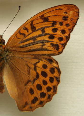 Argynnis (Argynnis) paphia (Linnaeus, 1758) male. Leg. Morten S. Mølgaard. Aalborg d 31 october 2010. Photographer; Lars Andersen
