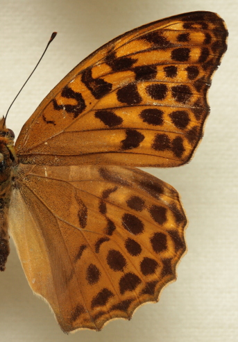 Argynnis (Argynnis) paphia (Linnaeus, 1758) female. Leg. Morten S. Mølgaard. Aalborg d 31 october 2010. Photographer; Lars Andersen