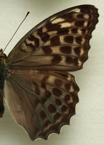 Argynnis (Argynnis) paphia (Linnaeus, 1758) female, f. valesina (Esper, 1798). Leg. Morten S. Mølgaard. Aalborg d 31 october 2010. Photographer; Lars Andersen