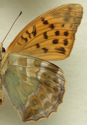 Argynnis (Argynnis) paphia (Linnaeus, 1758) male. Leg. Morten S. Mølgaard. Aalborg d 31 october 2010. Photographer; Lars Andersen