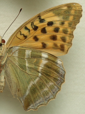 Argynnis (Argynnis) paphia (Linnaeus, 1758) female. Leg. Morten S. Mølgaard. Aalborg d 31 october 2010. Photographer; Lars Andersen