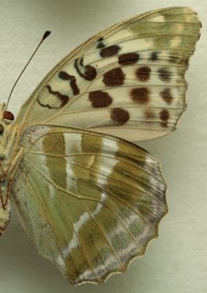 Argynnis (Argynnis) paphia (Linnaeus, 1758) female, f. valesina (Esper, 1798). Leg. Morten S. Mølgaard. Aalborg d 31 october 2010. Photographer; Lars Andersen