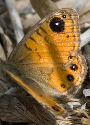 Korsikansk Vejrandje, Lasiommata paramegera. Korsika d. 13 maj  2010. Fotograf; Troells Melgaard