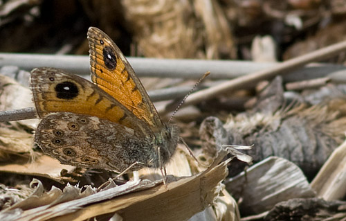 Korsikansk Vejrandje, Lasiommata paramegera. Haut Asco, Korsika d. 13 maj  2010. Fotograf; Troells Melgaard