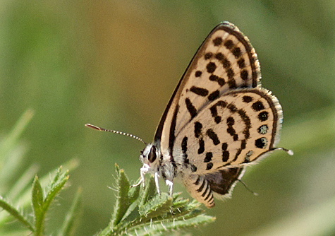 Little Tiger Blue, Tarucus balkanicus. Turkey d. 15 may 2009. Photographer; Troells Melgaard