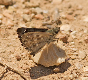 Oriental Marbled Skipper, Carcharodus orientalis. Turkey d. 15 may 2009. Photographer; Troells Melgaard