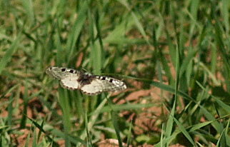 Little False Apollo, Archon apollinaris. Turkey d. 18 may 2009. Photographer; Troells Melgaard