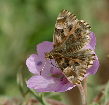 Mallow Skipper, Carcharodus alceae.Turkey d. 22 may 2009. Photographer; Troells Melgaard