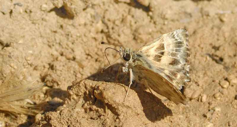 Mallow Skipper, Carcharodus alceae.Turkey d. 22 may 2009. Photographer; Troells Melgaard