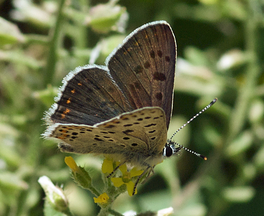 Sooty Copper, Lycaena tityrus. Turkey d. 24 may 2009. Photographer; Troells Melgaard