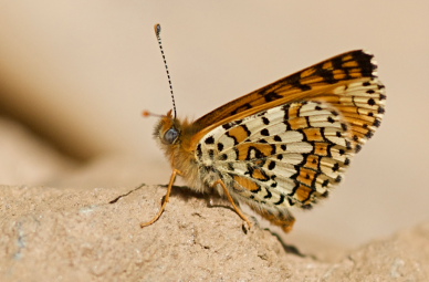 Glanville Fritillary, Melitaea cinxia. Turkey d. 24 may 2009. Photographer; Troells Melgaard