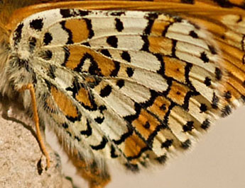 Glanville Fritillary, Melitaea cinxia. Turkey d. 24 may 2009. Photographer; Troells Melgaard