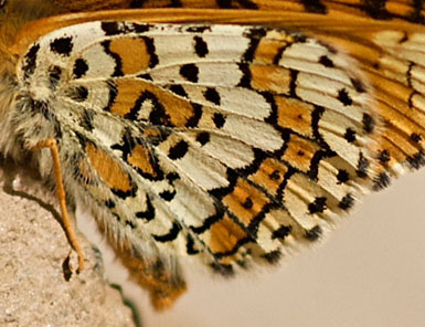 Freyer's Fritillary, Melitaea arduinna. Turkey d. 24 may 2009. Photographer; Troells Melgaard